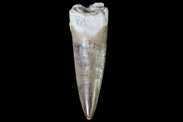 Phytosaur (Machaeroprosopus) Tooth - Arizona #66407